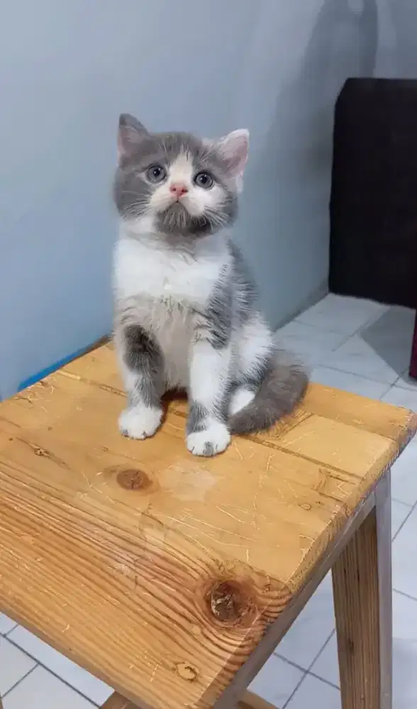 Kitten BSH Lilac Calico dilute betina 2 bulan setengah
