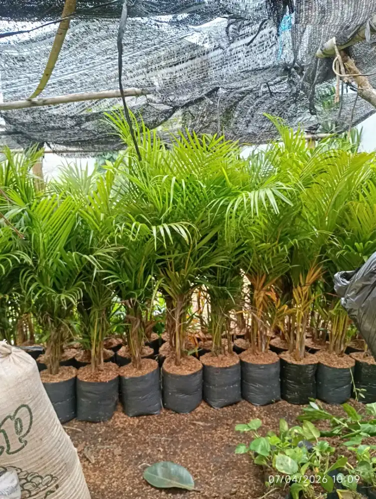 Jual tanaman hias murah