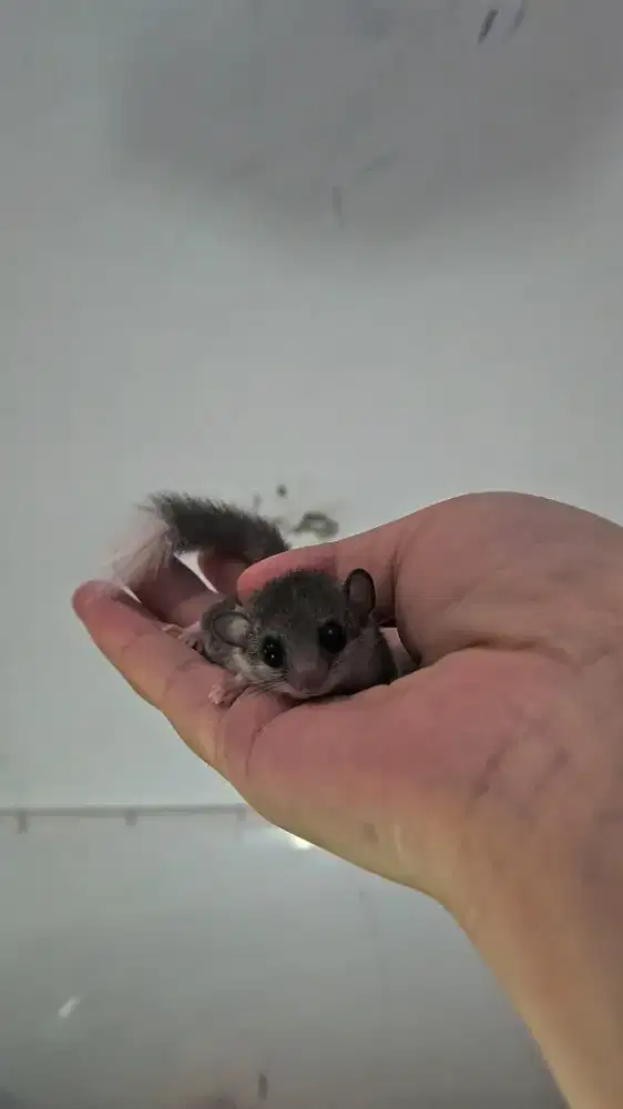 Dormice anak borongan