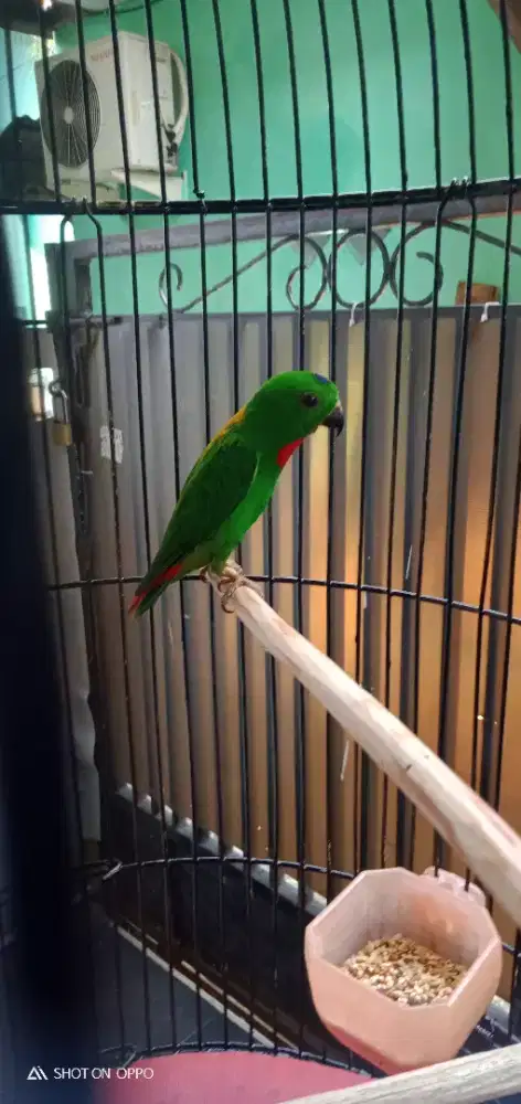 Jual pelan aja om lovbet kalimantan fullset nego