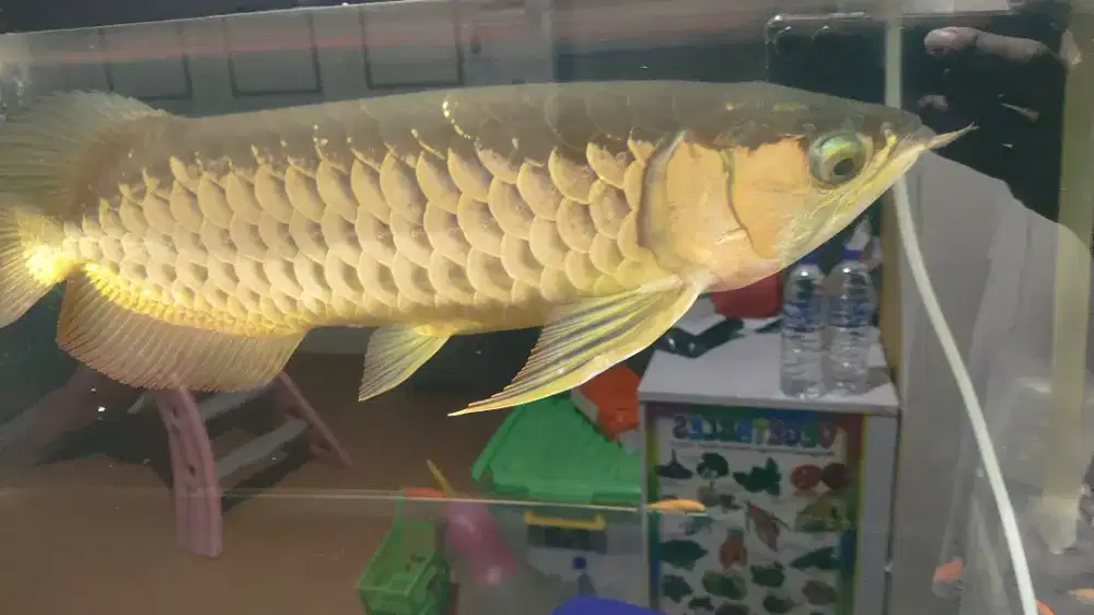 Arwana golden red