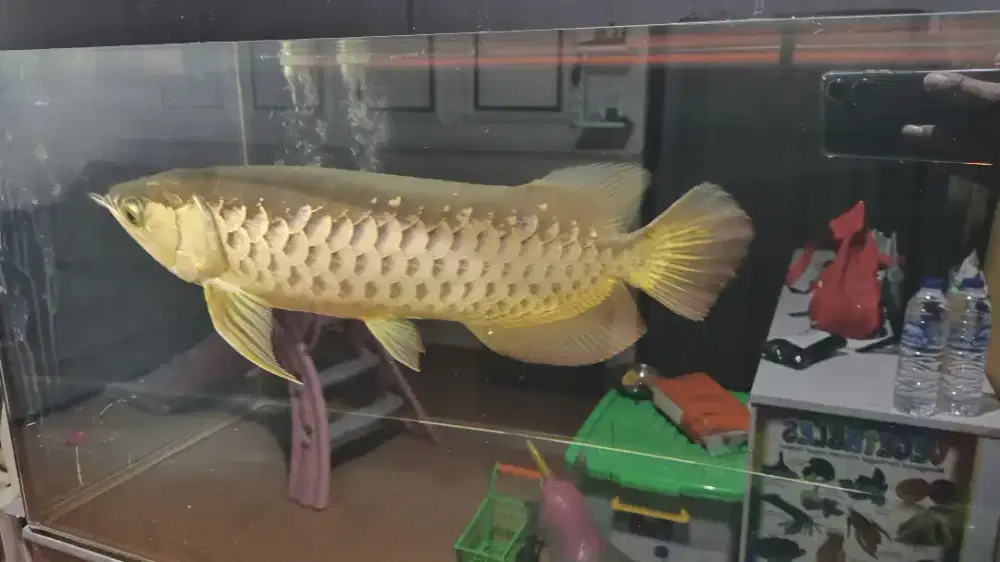 Arwana golden red