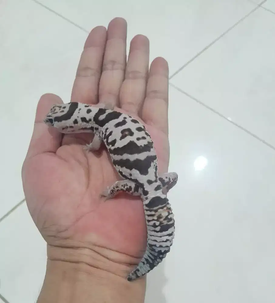 AFT GECKO WHITEOUT HET AMEL OREO FEMALE