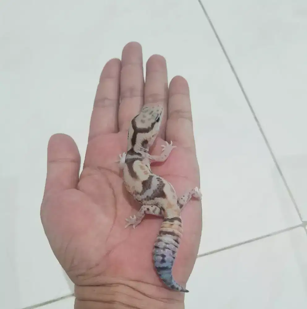 AFT GECKO WHITEOUT HET OREO FEMALE