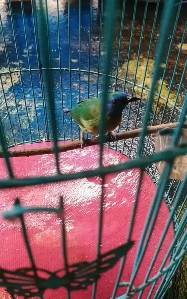 kinoy jantan mapan rajin