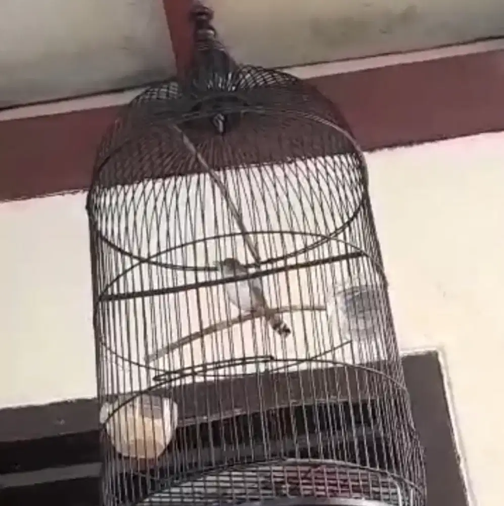 cisem pudar warna dada mulai putih