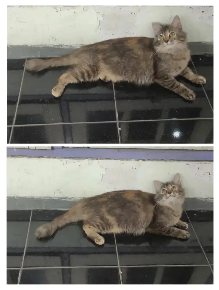 Persia medium GRATIS