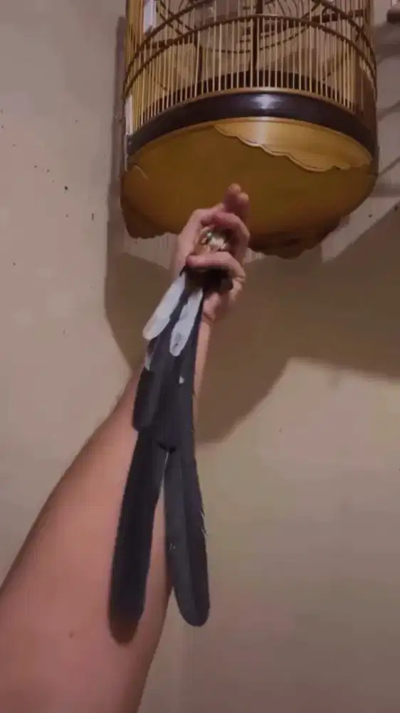 murai batu ekor panjang termurah se universe pe 30cm pastol