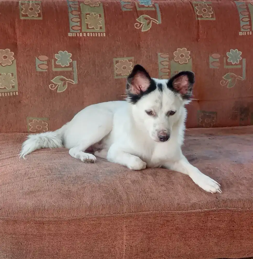 Doggy Cakep Marking Unik