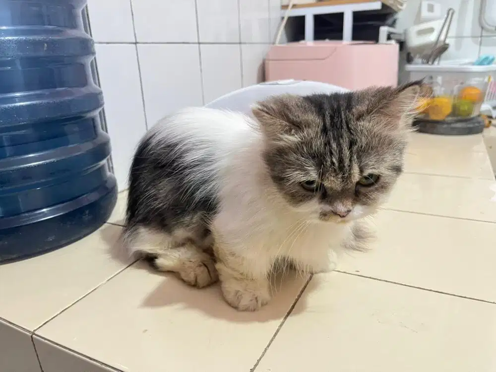 Kucing munchkin / cebol