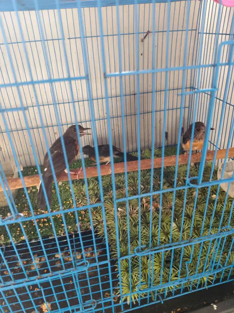 murai trotol 3 Ekor Borongan