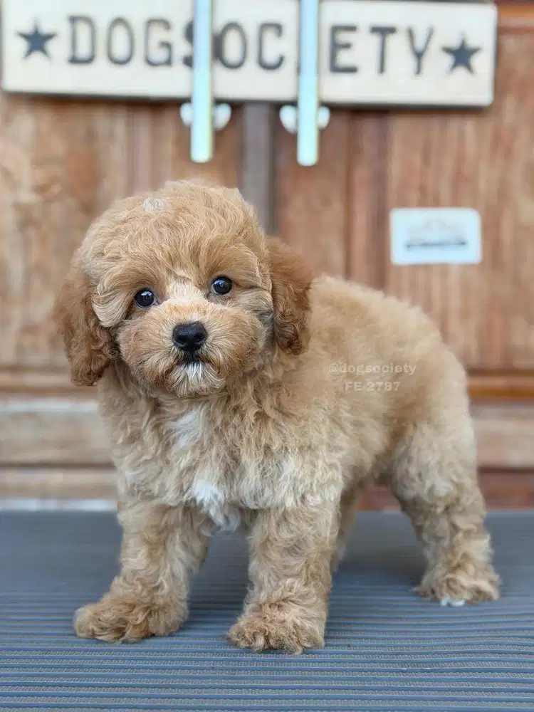 Poodle Puppy Imut dan Fluffy