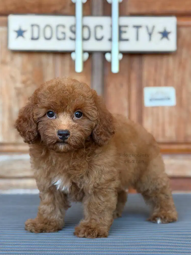 Poodle Mini Lucu dan Ceria