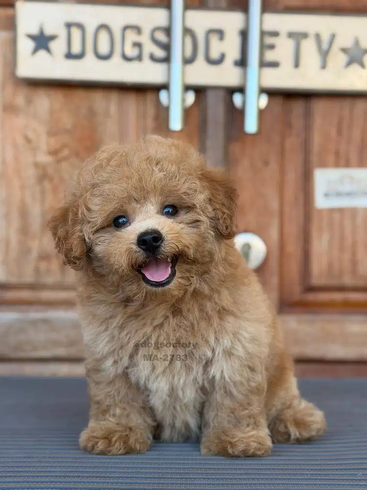 Poodle Mini Sehat dan Aktif