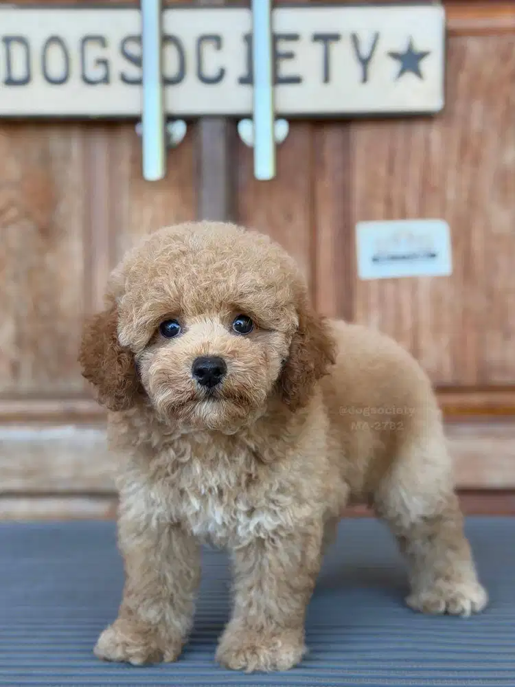 Poodle Lucu Cocok Keluarga