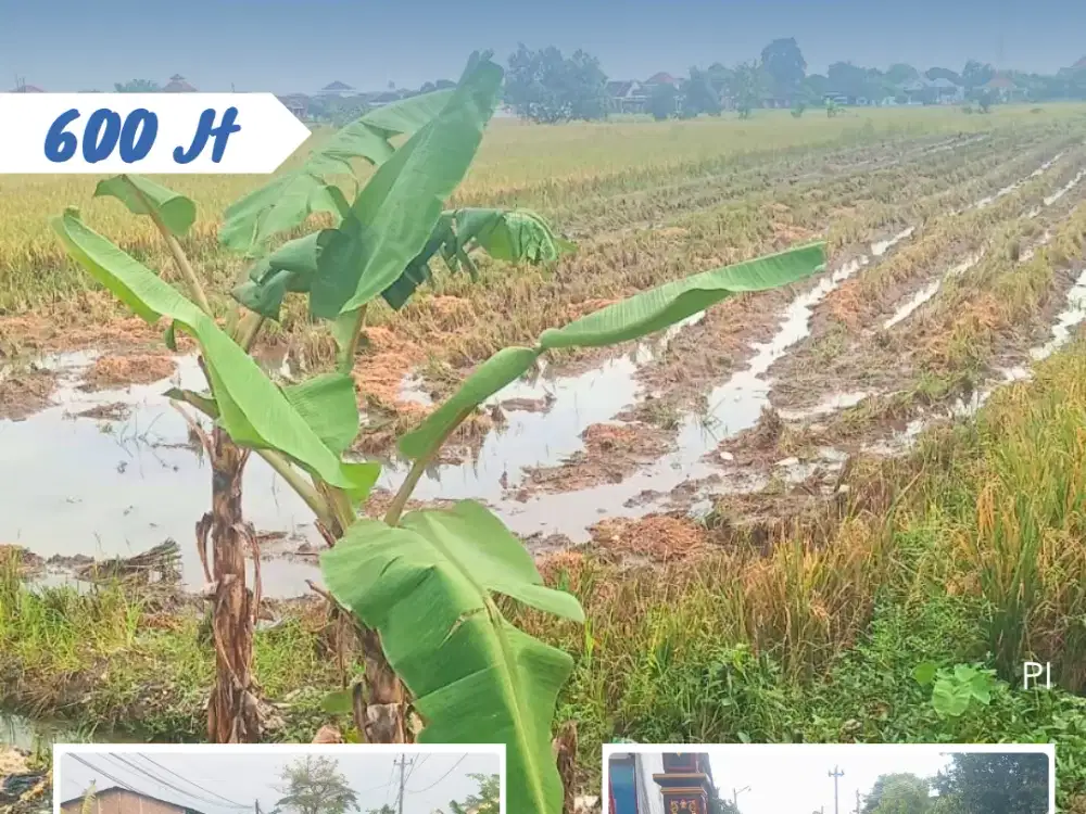 Dijual Sawah Di Kemiri Kebakkramat Karanganyar