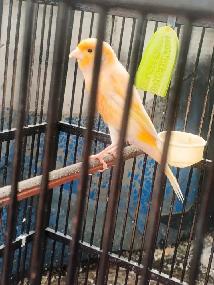 kenari af harian rajin no minus