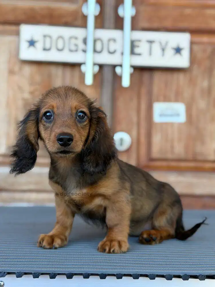 Longhaired Dachshund Imut dan Manis