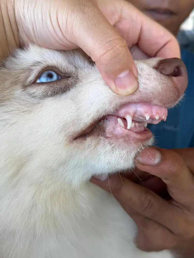Husky Lucu Mata Biru Menawan