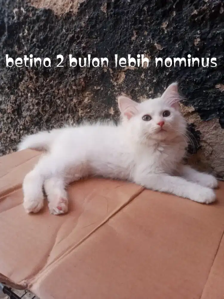 Kucing Persia medium