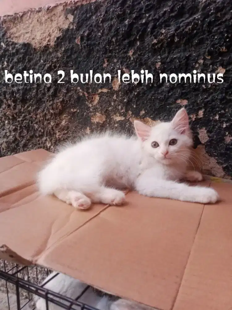 Kucing Persia medium