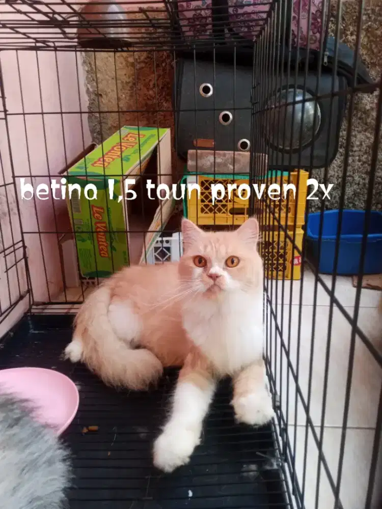 Kucing Persia flatnose
