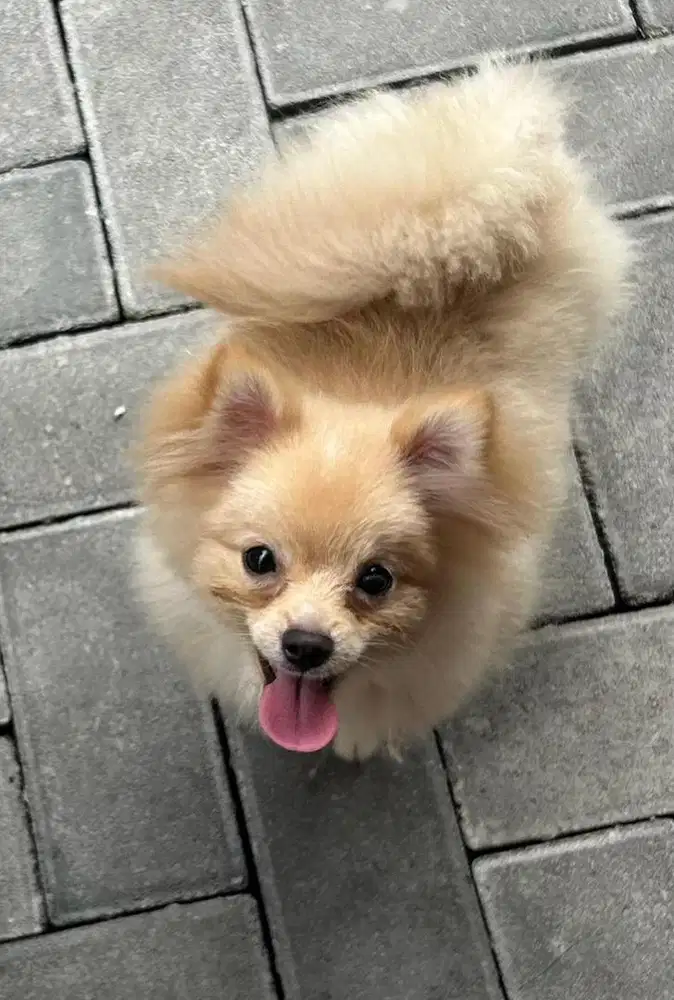 Pomeranian Betina