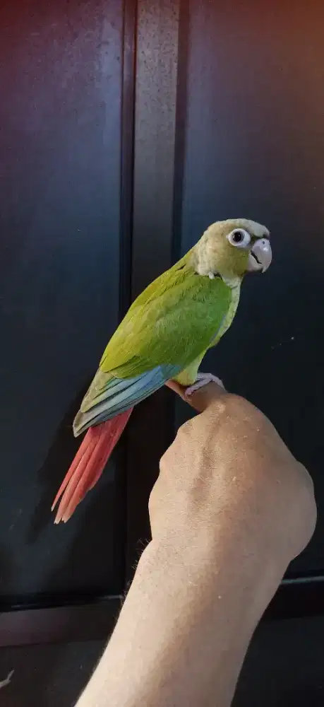 Burung Cinnamon Conure