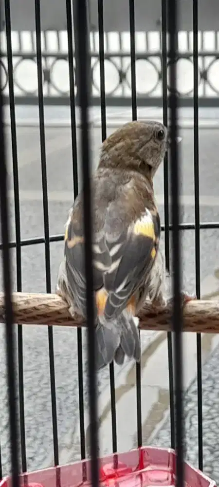 Redsiskin klasik betina