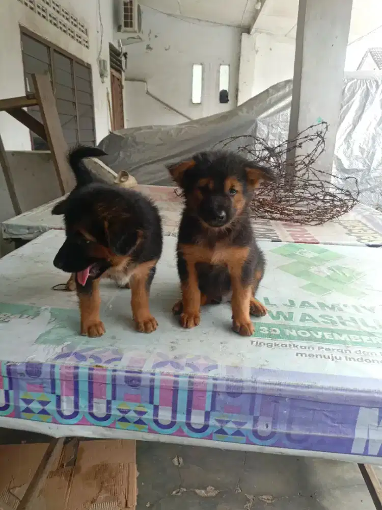 - JANTAN UMUR 2BULAN
- TULANG BESAR/BIG BONE
- LIDAH HITAM