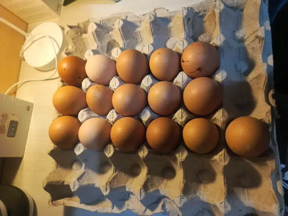 Telur Omega super per Kg 28K