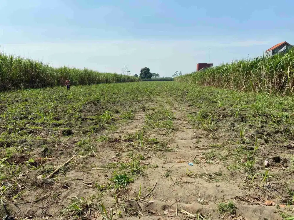 JUAL CEPAT Lahan Sawah Kecamatan Pesantren Kota Kediri Cocok Untuk Kavlingan & Bangun Perumahan