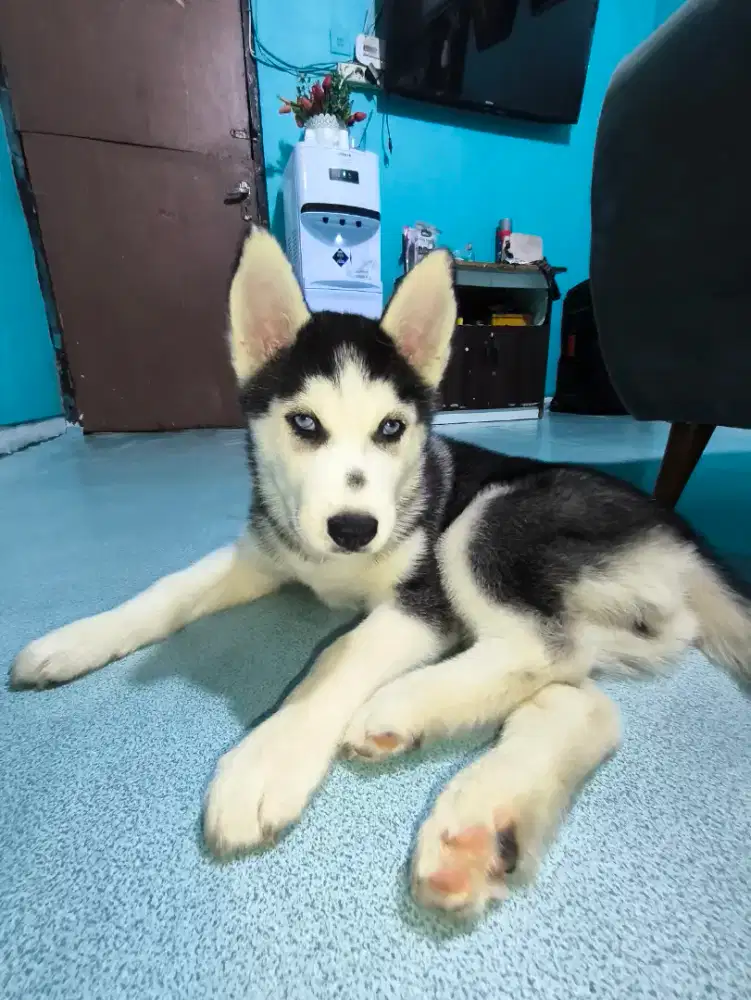 Jual Anakan Siberian Husky 2 Bulan