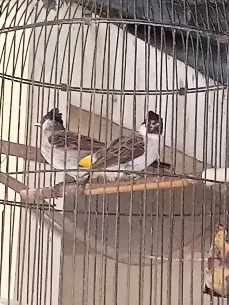 Jalak Omas kutilang/cangkurileung zebra Finch