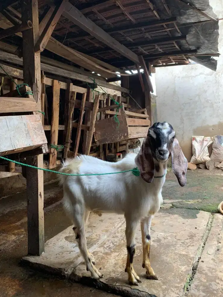 Jual kambing jantan dan betina