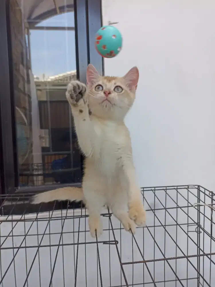 Open adopt BSH golden NY11