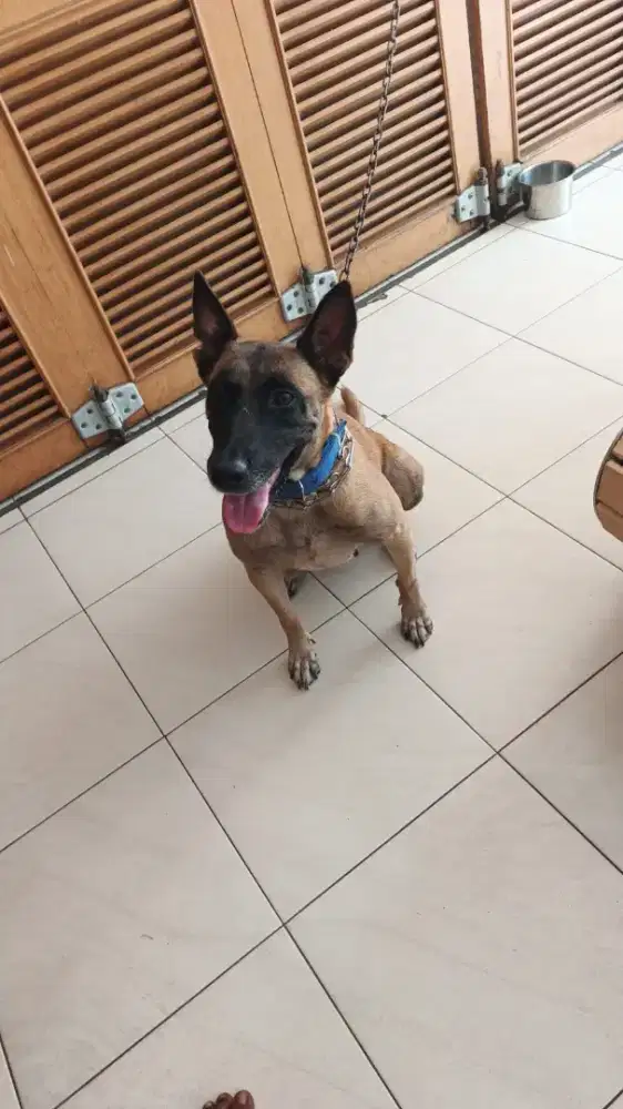 Belgian malinoise import