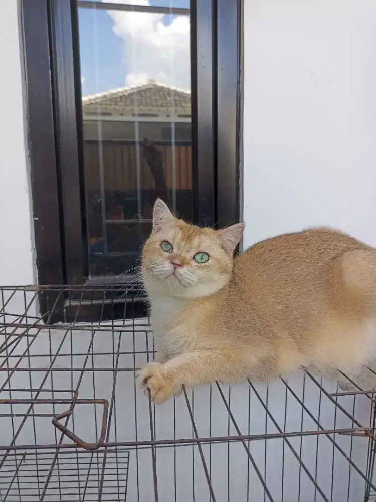 Open adopt BSH golden NY 11