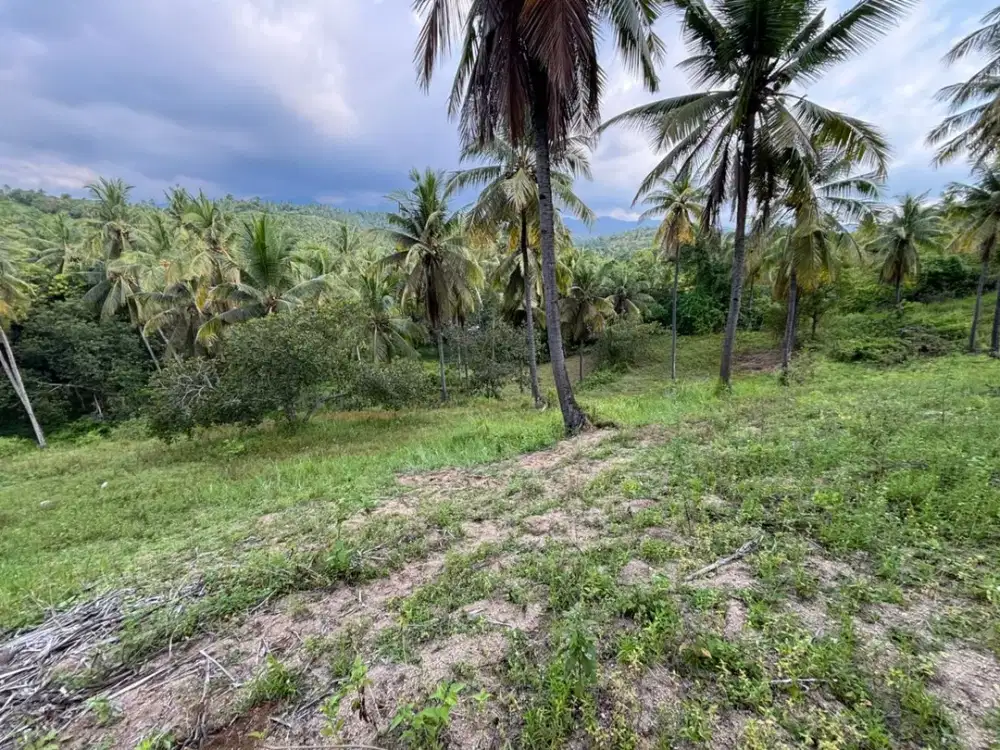 Tanah kebun di sokong tanjung Lombok utara
