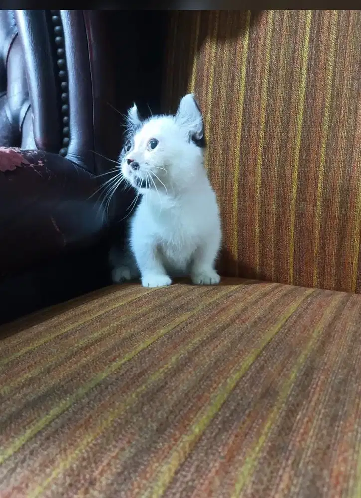 Kitten kinkalow betina