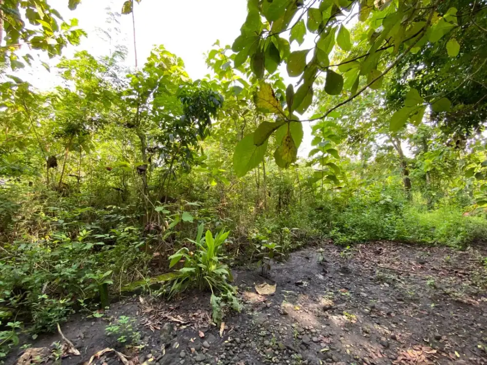 Mulai 1,9 Jt/m2 Tanah Ideal Cocok Untuk Hunian di Sedayu Bantul Dekat Kampus Mercubuana Jl Wates