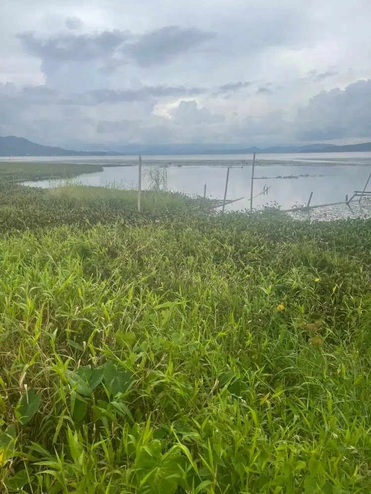 Anakan poodle indukan STB
