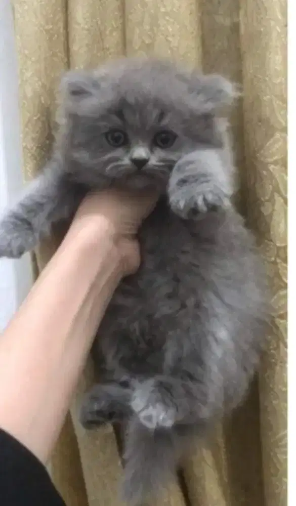 Kucing kitten British longhair x shorthair Female