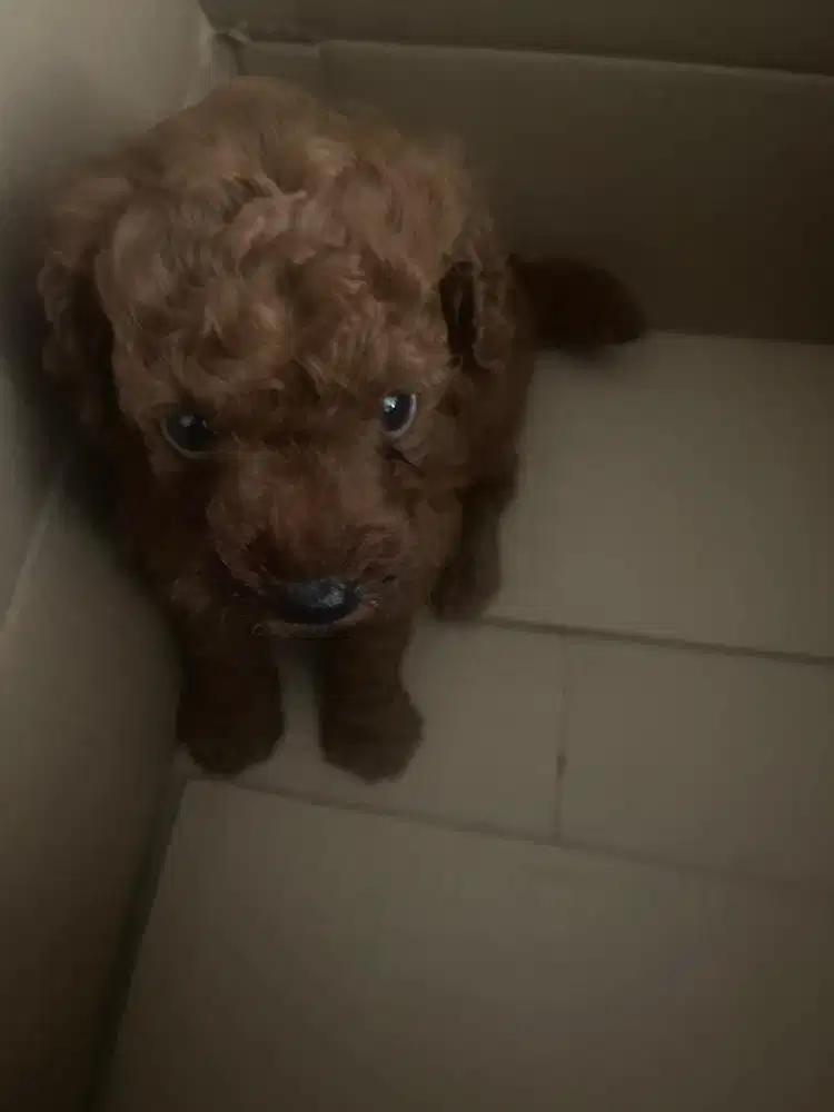 Anakan poodle indukan STB