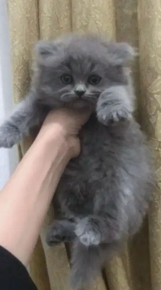 Kucing kitten British Shorthair x longhair Bluesolid Superlucu