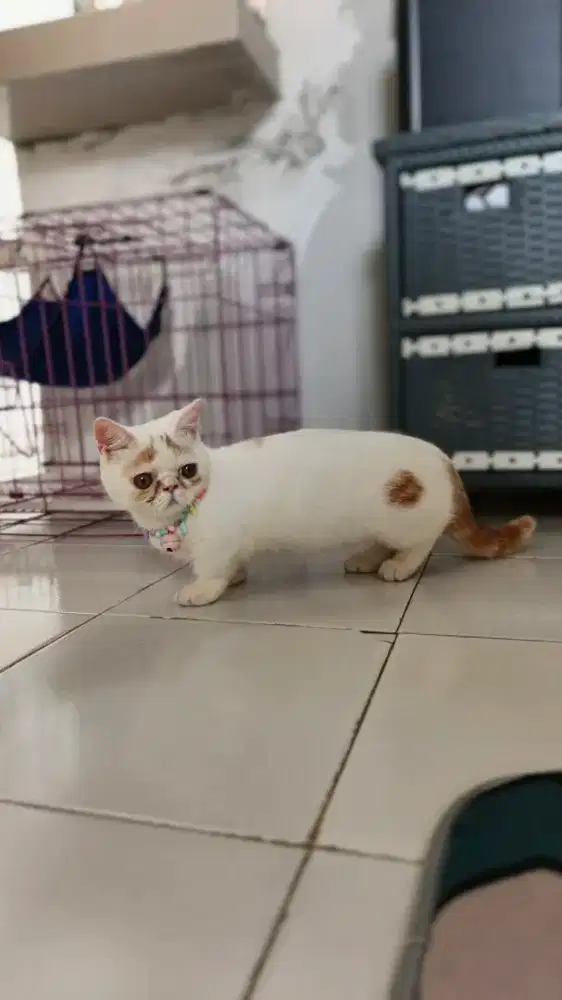 Muchkin pesek jantan