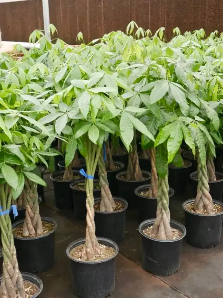 Pachira ,tanaman pembawa hoky