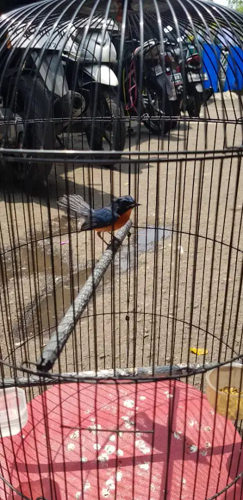 Burung tledekan nota gunung