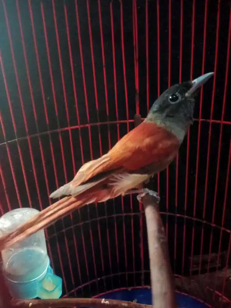 Burung sariwang asia