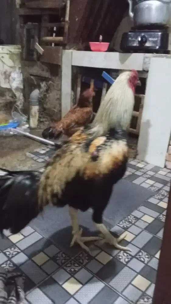 Ayam Bangkok sepasang